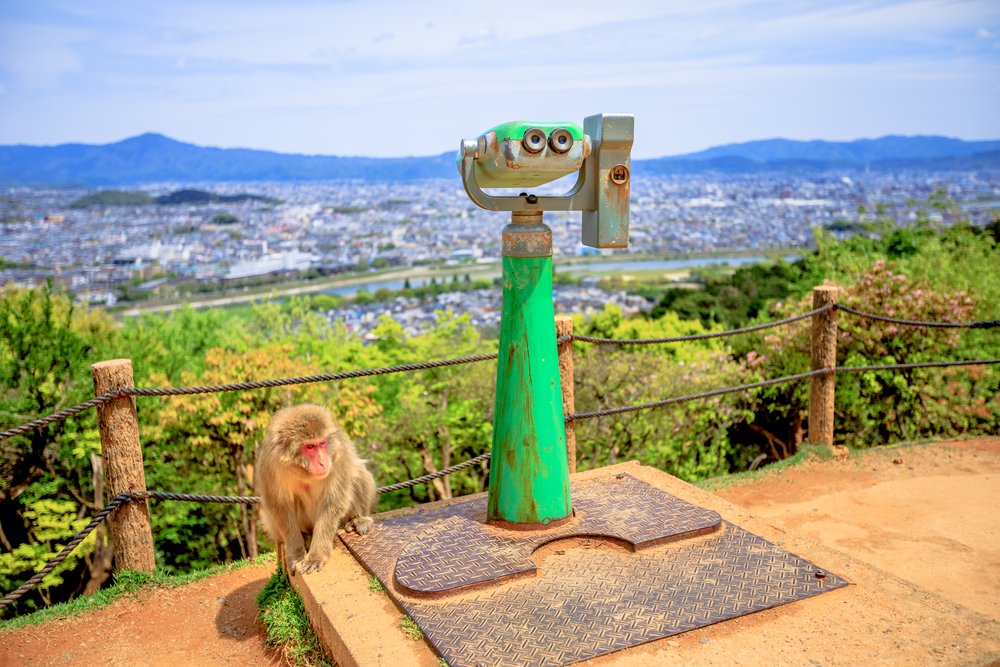 Japanese macaque near observation binoculars in Iwatayama Monkey Park, Arashiyama, Kyoto, Japan. There are 120 Macaca Fuscata monkey in the park. Spectacular views of Kyoto