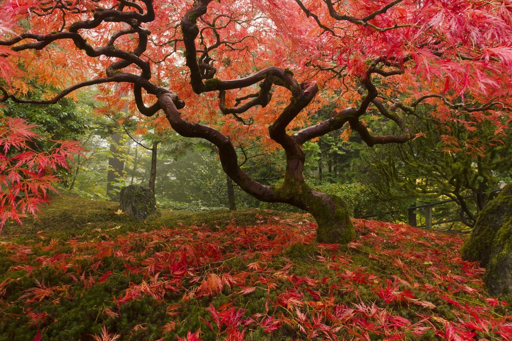 Beautiful Japanese Maple in the fall