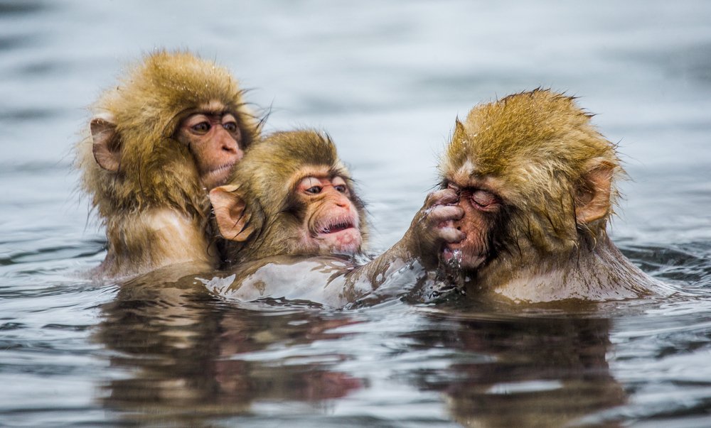 Group of Japanese macaques sitting in water in a hot spring. Japan. Nagano. Jigokudani Monkey Park