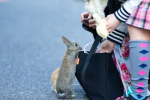 Cute rabbits in rabbit island