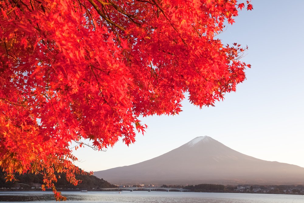 Autumn tree and Mountain Fuji at lake kawaguchiko in autumn season