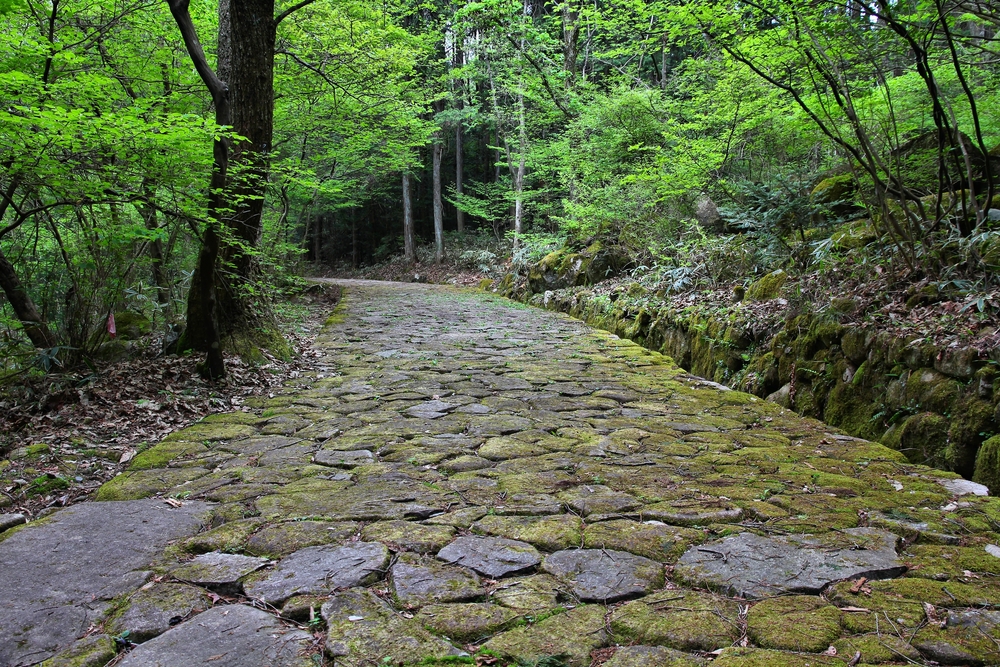 Japan-forest-path-historic-Nakasendo-trail-between-Magome-and-Tsumago..jpg